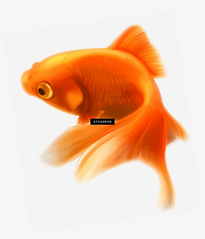 Ocean Fish Pic - Png Format Fishes Png Hd, transparent png