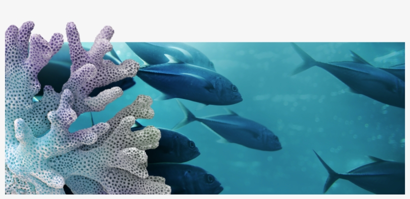 Fishing Responsibly - Fast Fish, transparent png