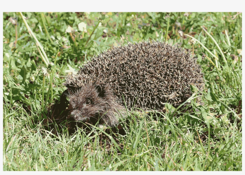 Big Image - Northern White-breasted Hedgehog, transparent png
