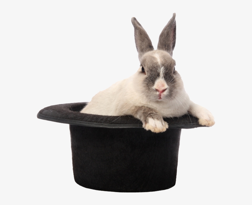 Rabbit Hat Png Image - Domestic Rabbit, transparent png