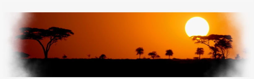 Back Sunset Lion - Attalea Speciosa, transparent png