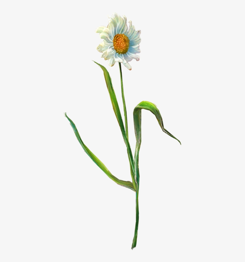 Flower, transparent png