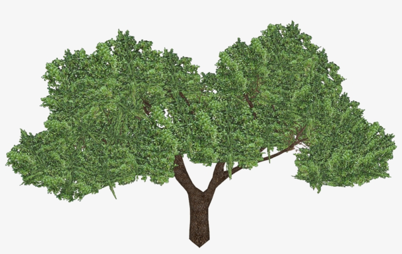 Ngiao - Oak, transparent png
