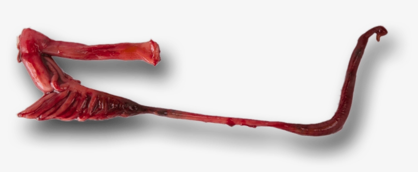 The Amazing Changing Gut Of The Dolly Varden Morgan, transparent png