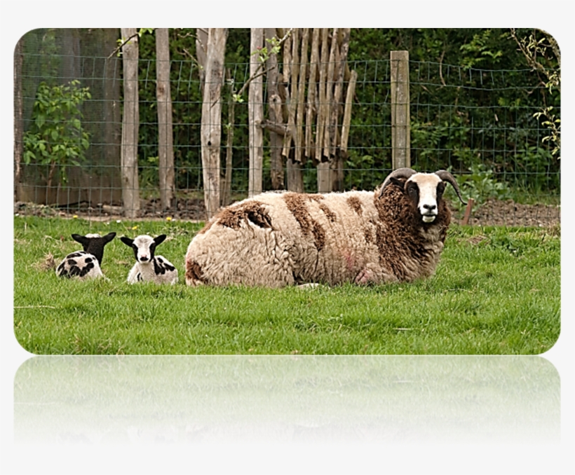 Patriarch S Sheep Discovered, transparent png