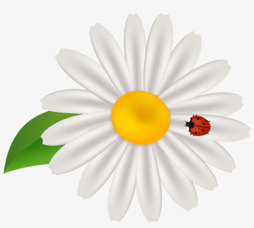 Free Png Download Spring Flower With Lady Bug Transparent - Camomile Logo, transparent png