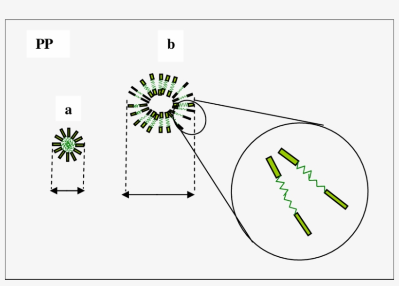 Distribution Of Micelles In The Pp Matrix Phase A - Diagram, transparent png