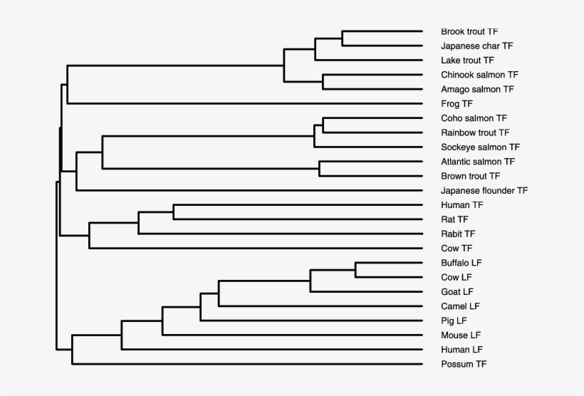 Phylogenetic Tree Of The 24tfs Constructed By Clustalw - Colorfulness, transparent png