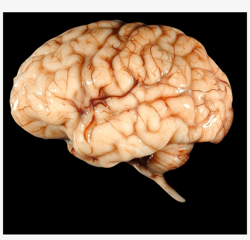 Brain Png, transparent png