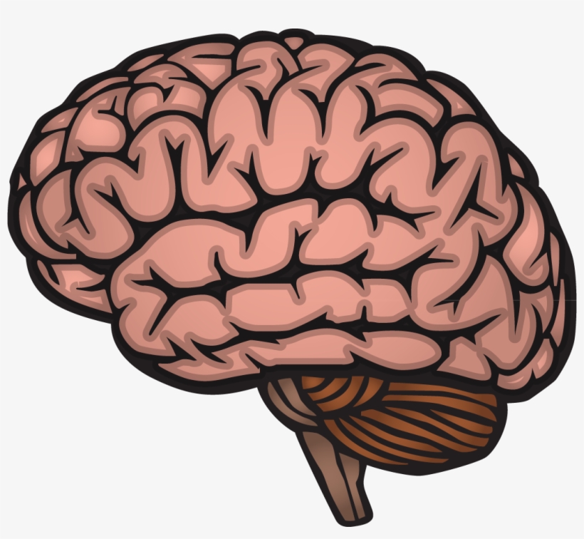 Noviembre 2, 2018 Full Resolution - Nervous System Infographics, transparent png