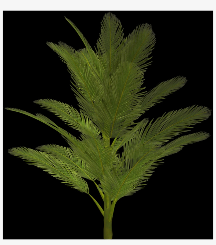Palm Tree, Free Pngs - Tree, transparent png