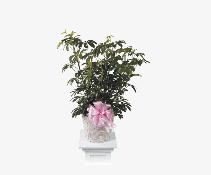 Arboricola - Michigan, transparent png