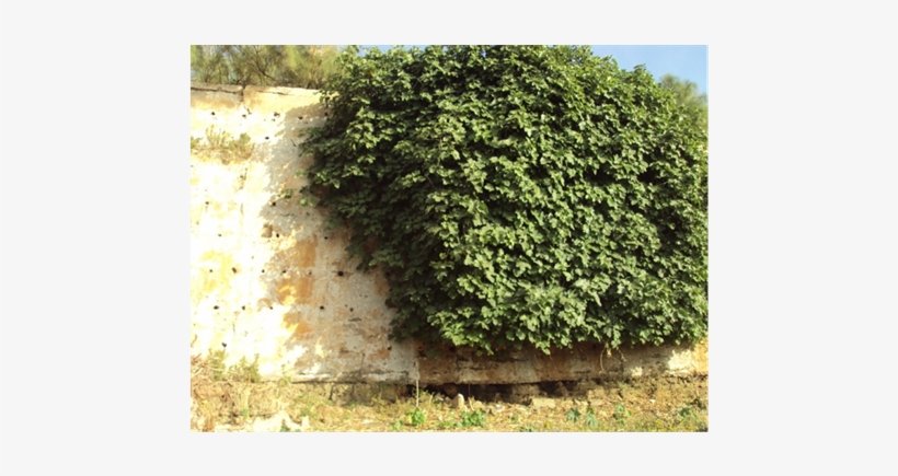 Development Of Herbs And Shrubs Joints Between The, transparent png