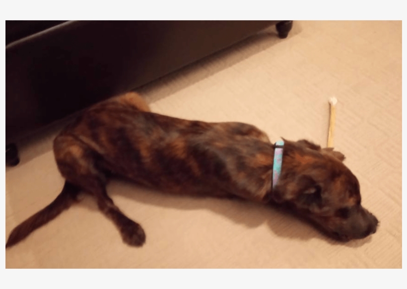Snickers Adopted Into A Forever Home - Longdog, transparent png