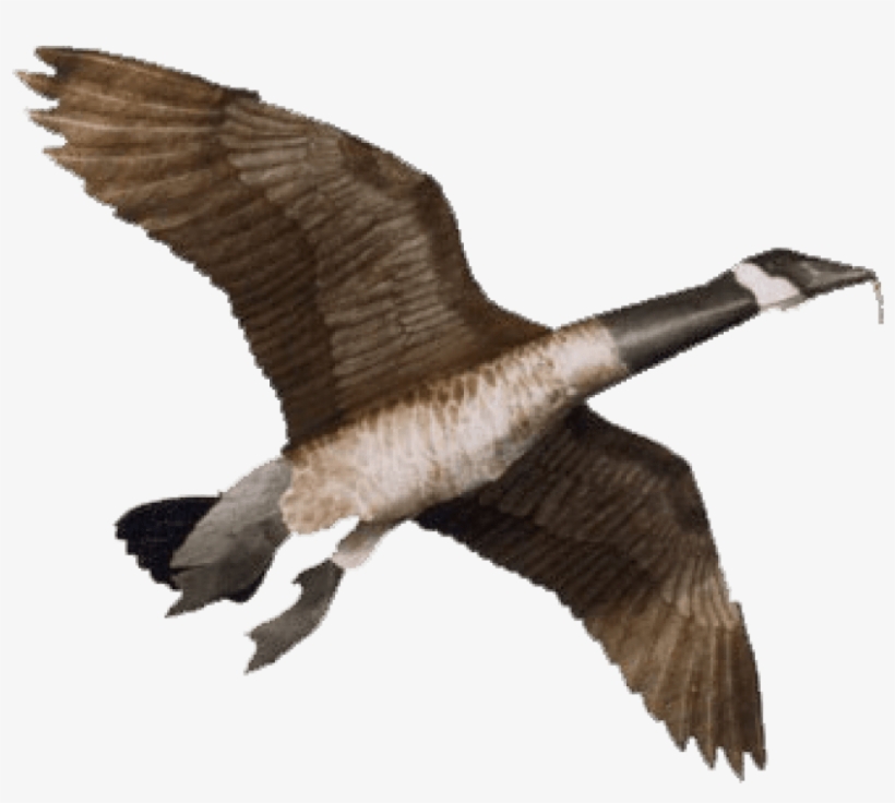 Free Png Goose Png Images Transparent, transparent png