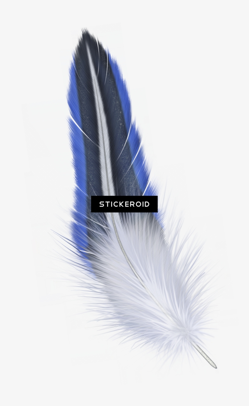 Feather, transparent png