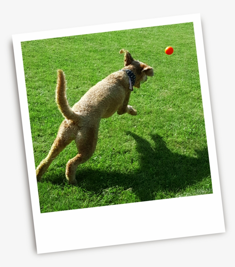 Grey Squirrel, transparent png