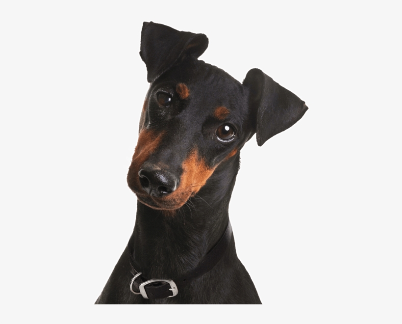 Search - Manchester Terrier Puppy, transparent png