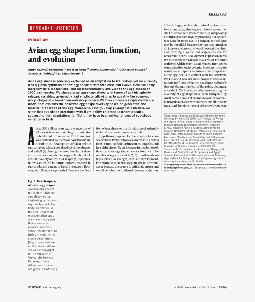 Goose Tower In Vordingborg, Zealand, transparent png