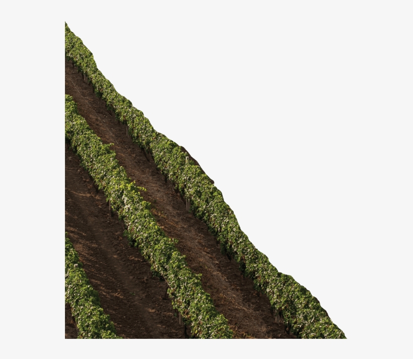 Corner Background Image - Sartin Denny Productions, Llc, transparent png