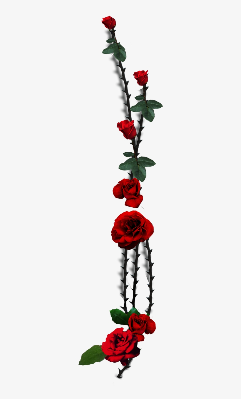Rose Thorns Png, transparent png