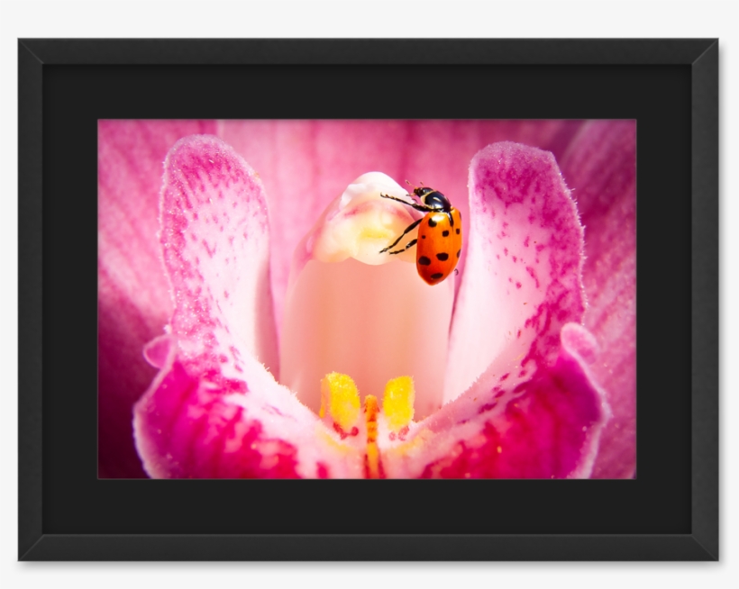 Lady Bug & The Orchid Print With Mat In Rustic Frame - Portable Network Graphics, transparent png