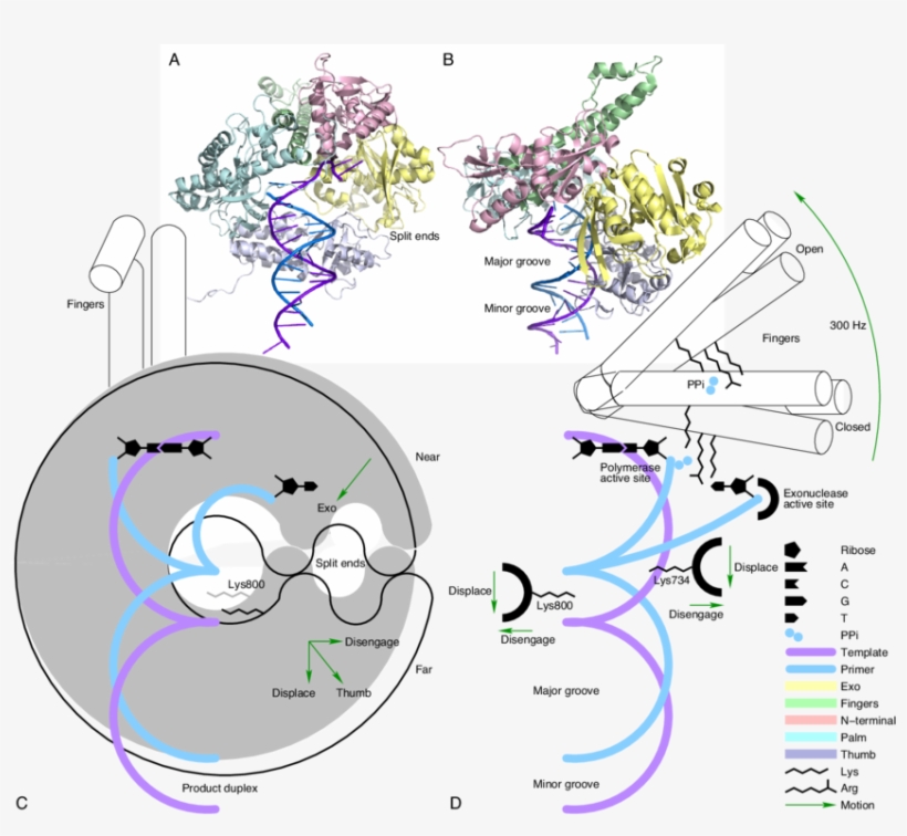 Dna Double Helix Is Drawn As Intertwined Arcs As Viewed, transparent png