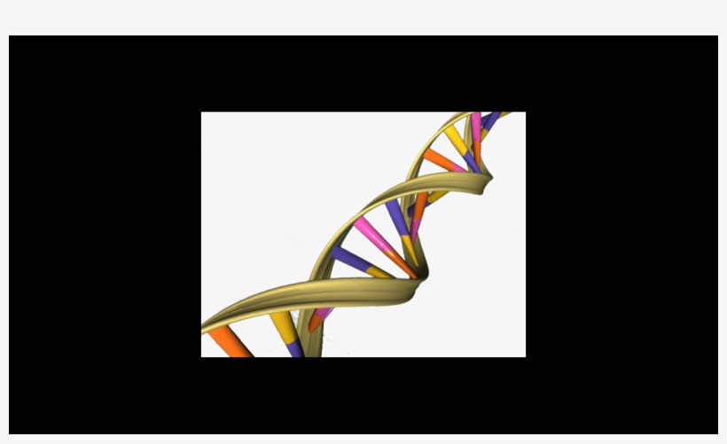 Gene Therapists Ask To Be Released From The Rac - Dna Double Helix, transparent png