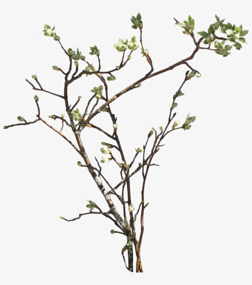 Transparent Tree Branches Download Plant Branch Png 800x849 PNG Download PNGkit