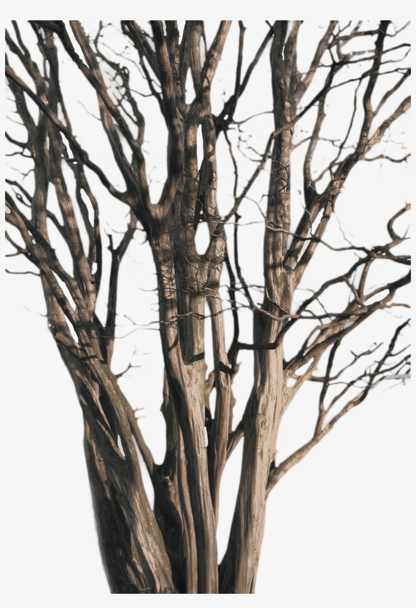 P - Png Tree Branch, transparent png