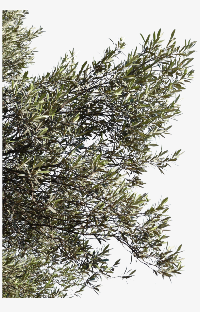 Olive Tree Branch Png, transparent png