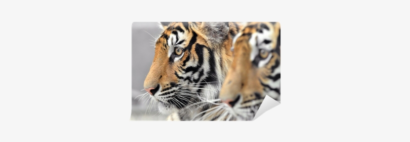 Bengal Tiger, transparent png