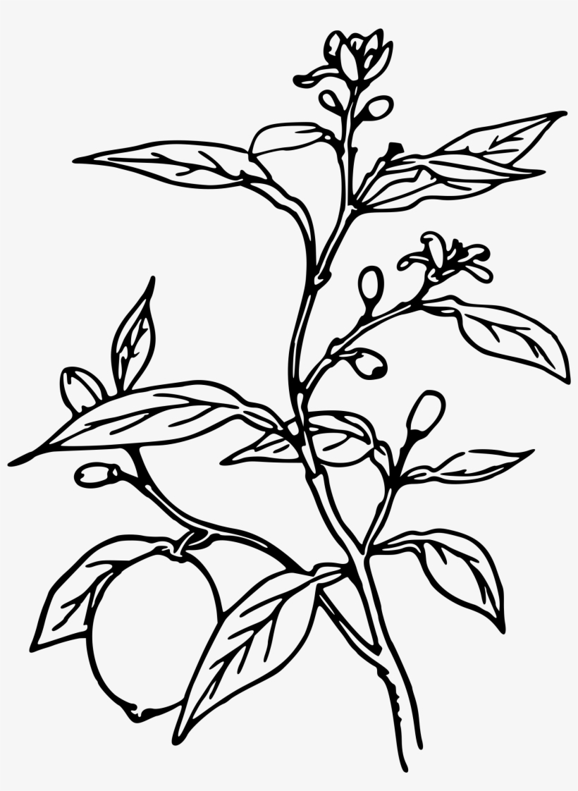 Trees Black And White At Getdrawings Com - Lemon Tree Black And White, transparent png