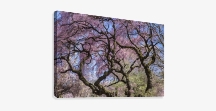 Abstract Cherry Blossom Tree Canvas Print - Canvas Print, transparent png