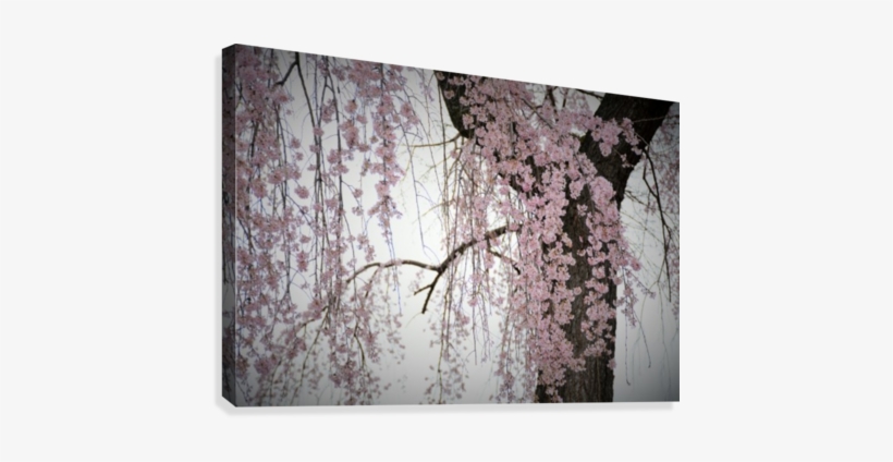 Pink Cherry Blossom Tree Photograph Canvas Print - Canvas Print, transparent png