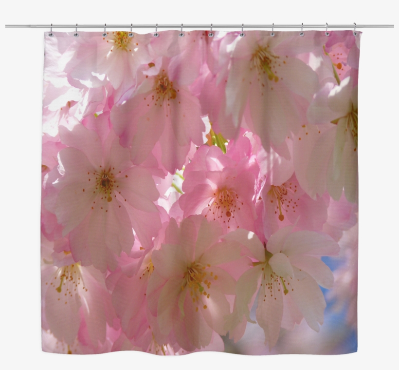 Japanese Cherry Blossom Tree Shower Curtain - 3drose Cst 186283 2 Print Of Close Up Of Japanese Cherry, transparent png