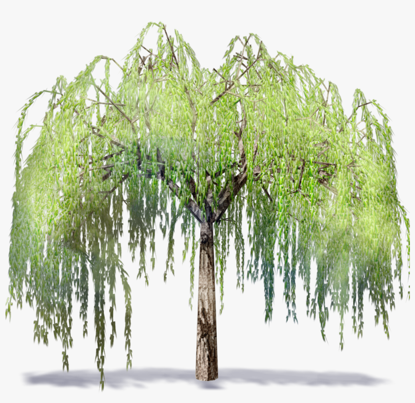 Willowtree - Willow Tree Transparent, transparent png