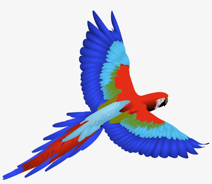 Macaw Png, transparent png
