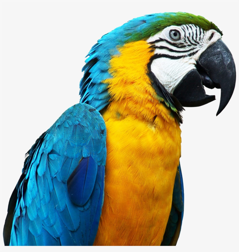 Parrot Render By Originalboss-d5g404n Talking Parrots, - Pet Parrot, transparent png