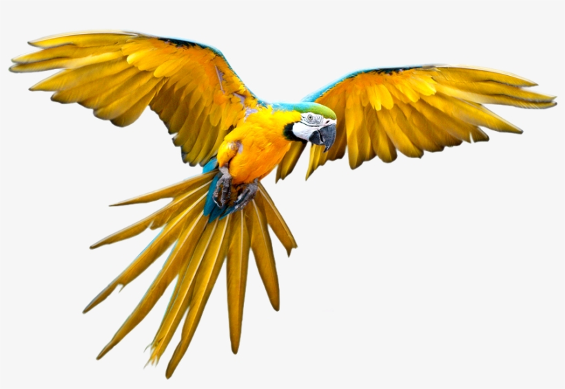 Liked Like Share - Guacamaya Png, transparent png