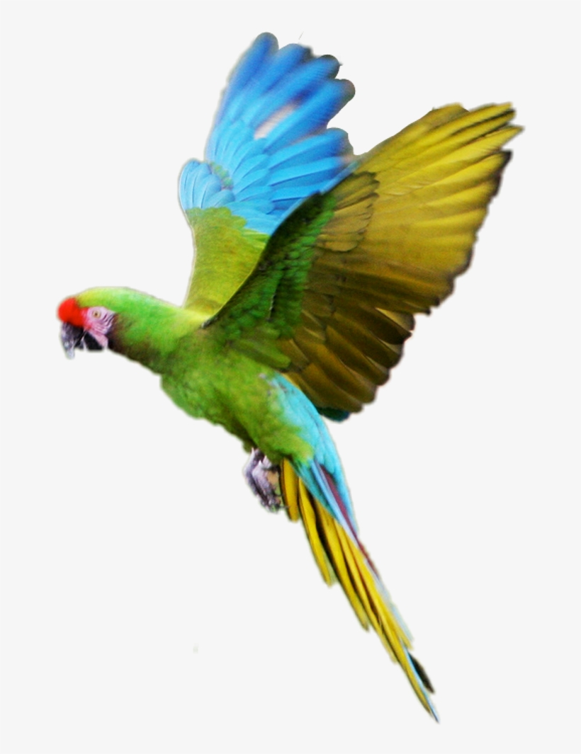 Parrot, transparent png