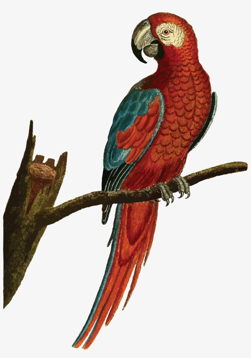 , , - Parrot Birds Clip Art, transparent png