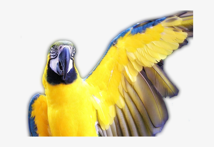 Anatomy, transparent png