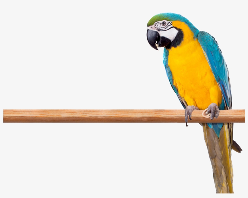 Macaw, transparent png