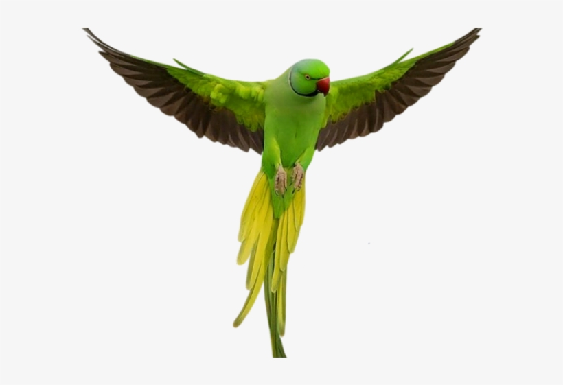 Macaw Png Transparent Images - Imagenes De Aves Con Frases De Amor, transparent png