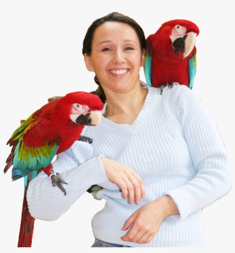 Tbs Header Ann 2 Aras - Parrot, transparent png