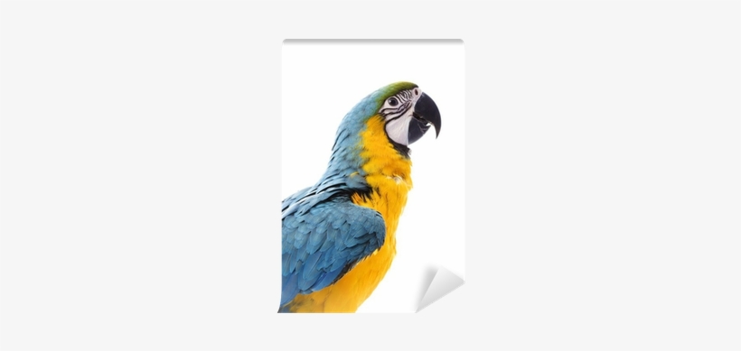 Blue-and-yellow Macaw, transparent png