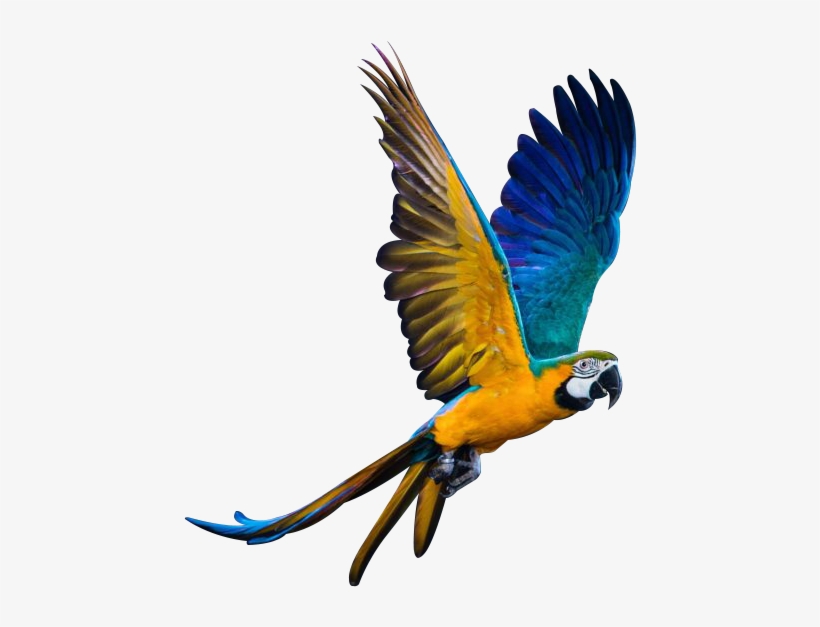 We Specialize In Breeding Macaws And Parrots - Screen Protector, transparent png