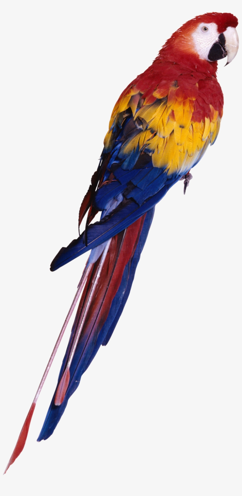 Parrot Png, transparent png