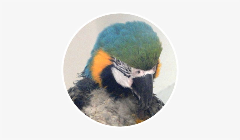 Macaw, transparent png